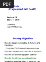 Lecture 20: Apoptosis