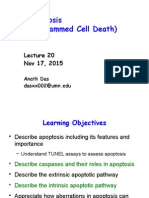 Lecture 20: Apoptosis