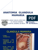 anatomiaglandulamamaria-121009003706-phpapp01