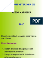 Regio Masseter