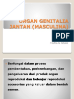 Organ Genitalia Jantan (Masculina)