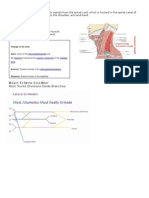 Brachial Plexus