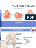 Female Pelvic Anatomy