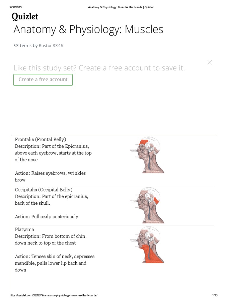 Anatomy & Physiology Muscles Flashcards - Quizlet | PDF | Arm | Anatomical Terms Of Motion for Free Printable Anatomy And Physiology Flashcards