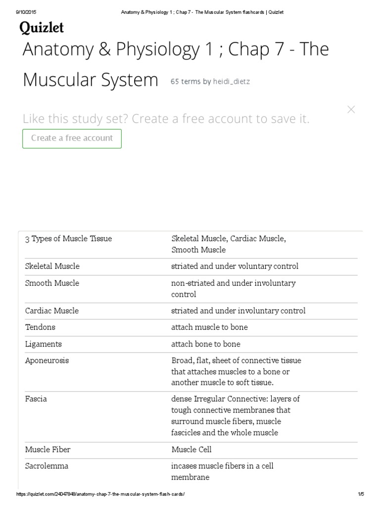 anatomy-physiology-the-muscular-system-flashcards-quizlet-pdf-skeletal-muscle-muscle-contraction
