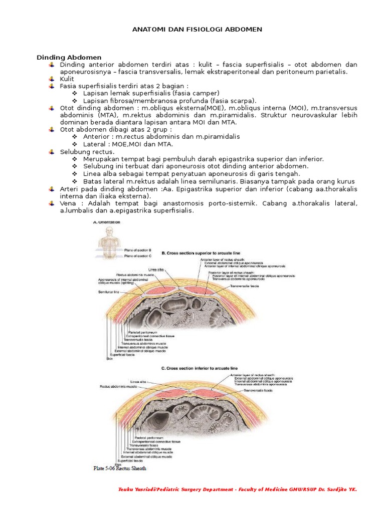 Anatomi Fisiologi Abdomen