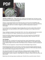 Download Sirih Merah by MalaykatHitam SN290344387 doc pdf