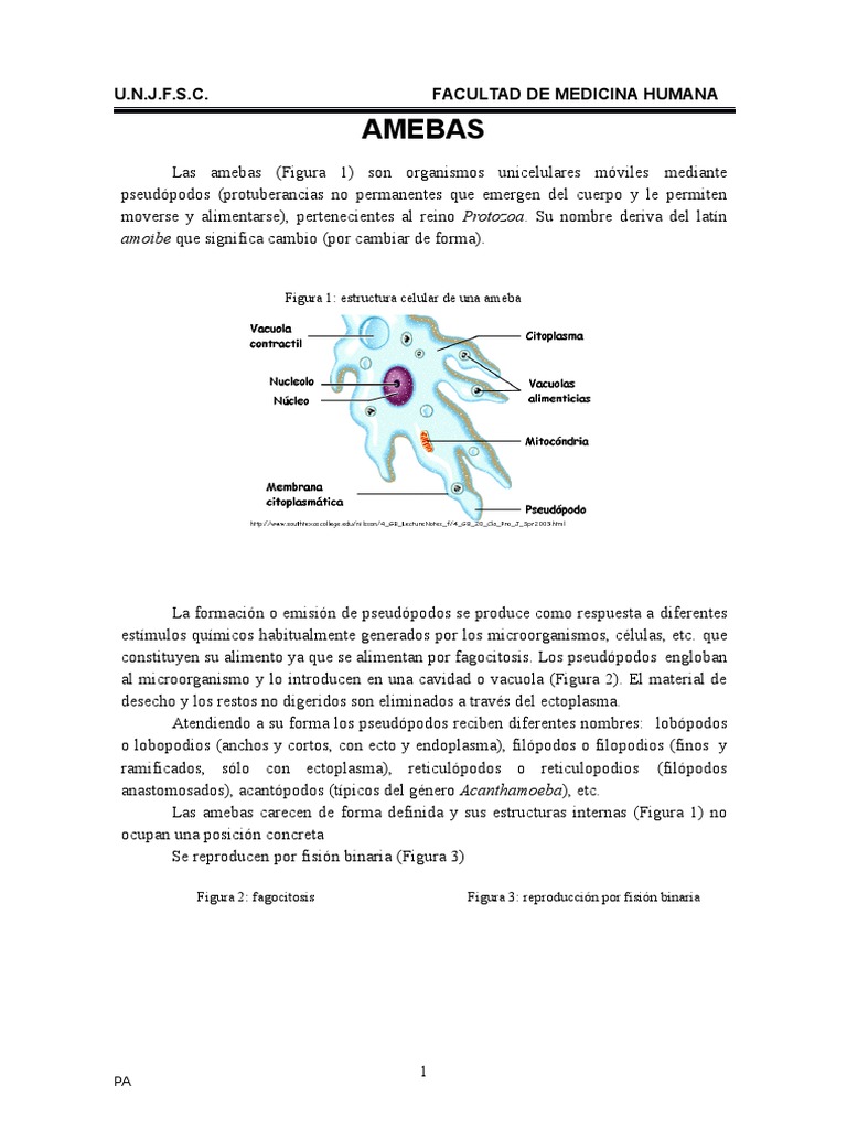 Clasificación y Patogenicidad de Amebas | PDF | Biología | Salud y ...
