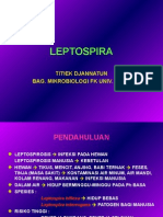 Leptospira