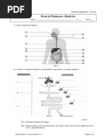 Ficha Trabalho 11digestaopdf 110523035802 Phpapp02
