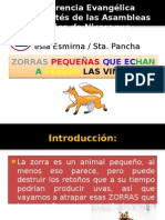 Atrapando Las Zorras Que Dañan Nuestras Viñas