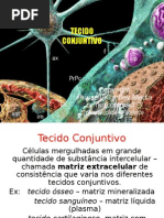 Tecidos Conjuntivos Próprio Ósseo Sanguíneo