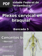 Plexos do corpo humano