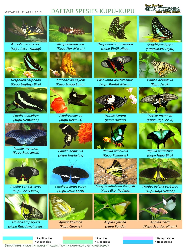 Daftar Spesies Kupu-Kupu TKGP 20130411 | PDF