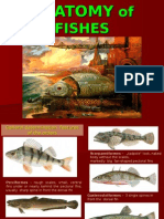 3-Anatomy of Fishes by LK