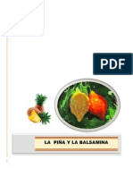 Monografia Piña y Balsamina