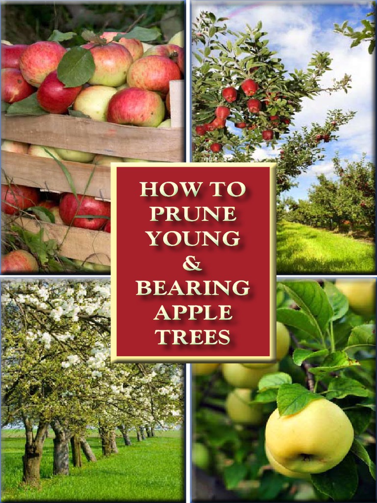 How to Prune Young and Bearing Apple Trees Pruning Trees