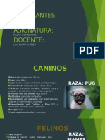 Diapositivas