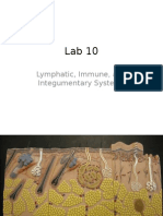 Lab 10: Lymphatic, Immune & Skin Systems