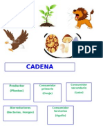 Cadena Alimenticia