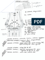 Cranial Nerves and Nuclei