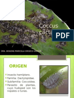 Coccus cacti para tos y mucosidad