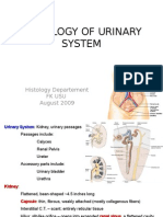 Histology of the Urinary System: Kidneys, Nephrons, and Passageways