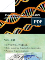 Replicacion Del Dna