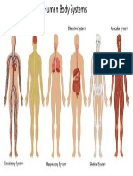 Human Body Systems