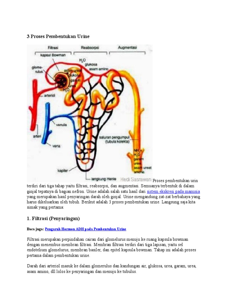 3 Proses Pembentukan Urine