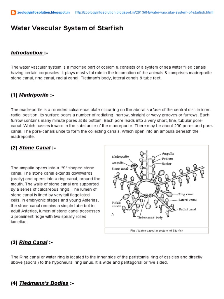 Water Vascular System of Starfish Anatomy Organisms