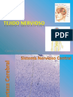 Tejido Nervioso