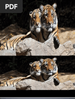 Download Tiger by nicoczar SN29085420 doc pdf