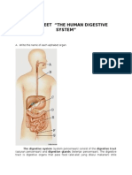 Worksheet "The Human Digestive System": A. Write The Name of Each Alphabet Organ