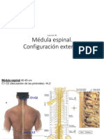 Lección 41 Médula espinal Morfologia externa