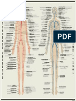 775-Sistemul Circulator PDF