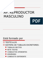 Histo AP .Reproductor Masculino