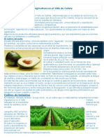 Agricultura y cultivos del Valle de Cañete