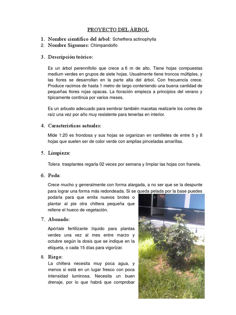 Proyecto Del Árbol