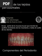 Biología de Los Tejidos Periodontales Integrada