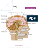 Anatomie Hersenen PDF
