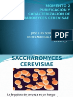 Metodologia Purificacion Actividad