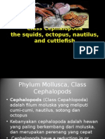 Phylum Mollusca - Class Cephalopoda