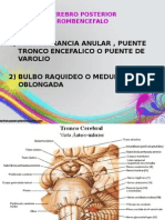 Cerebro Posterior , Cerebelo y Medula Espinal