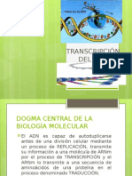 Transcripción Del Adn