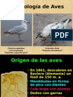 Morfología Aves1