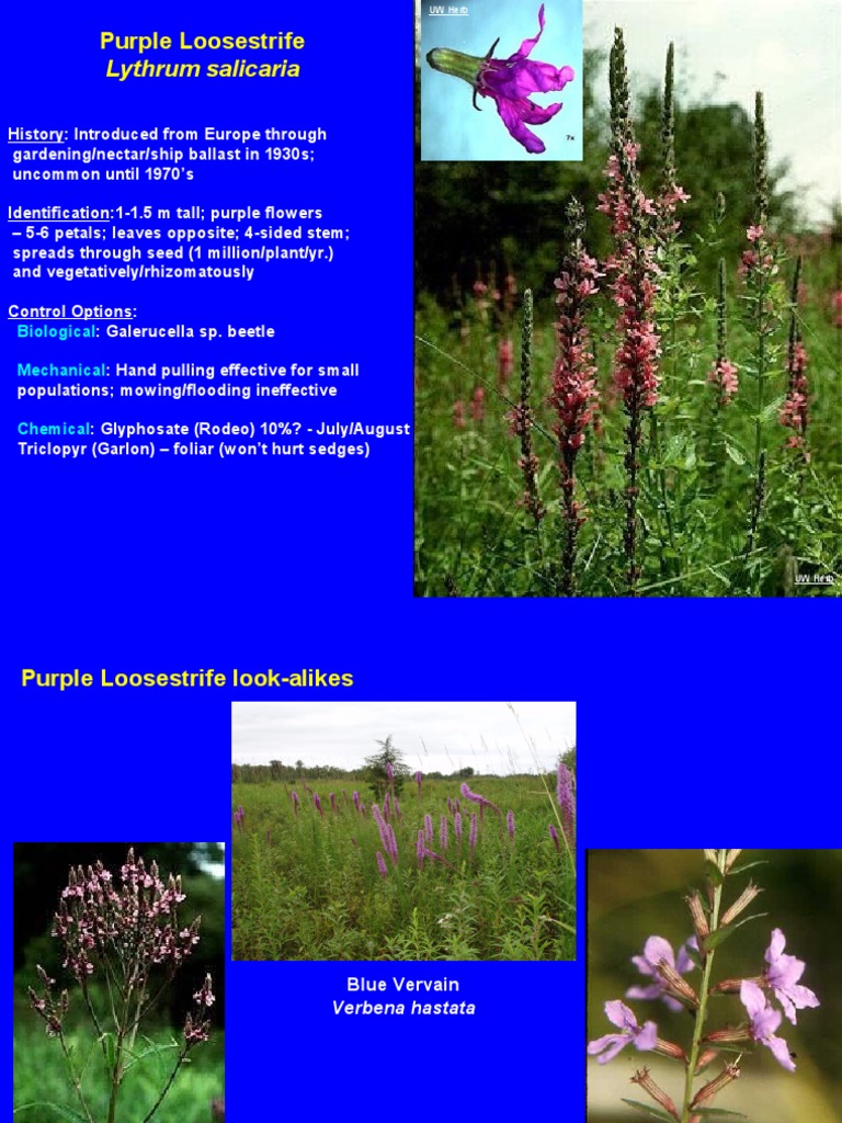 Lythrum Salicaria: Purple Loosestrife | PDF | Horticulture And ...