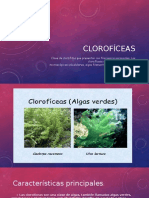 Clorofíceas