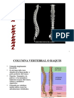Columna vertebral y vértebras