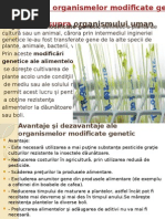 Organisme modificate genetic